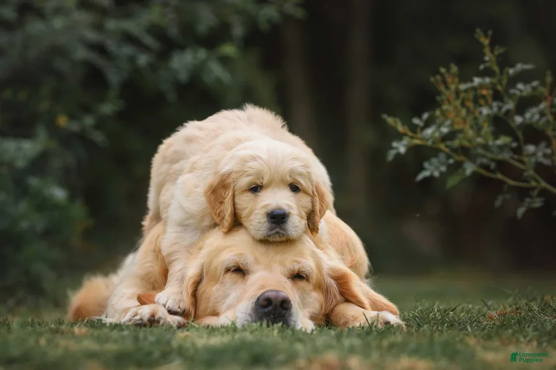 Golden Retriever dogs for sale: Finn - Image 6