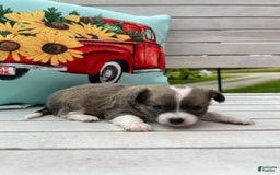 Chihuahua dogs for sale: Case - Image 12
