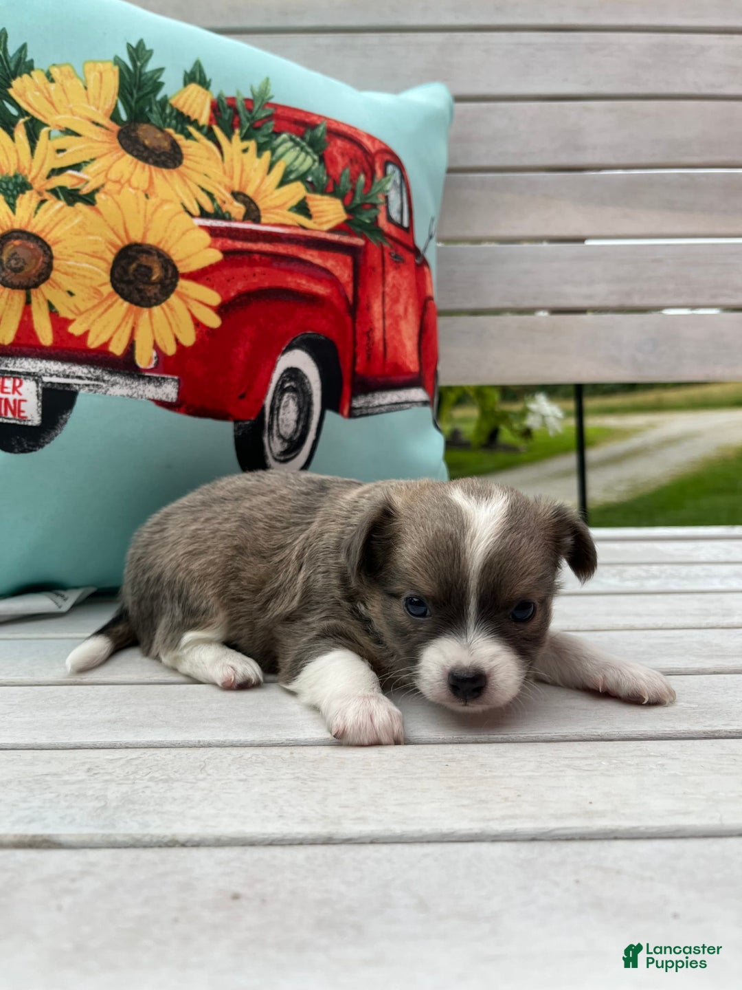 Chihuahua dogs for sale: Case - Image 12