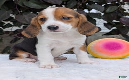 Beagle dogs for sale: Rosie - Image 5