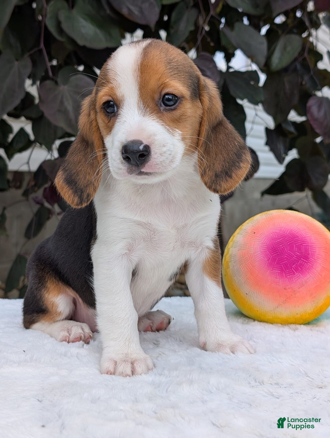 Beagle dogs for sale: Rosie - Image 5