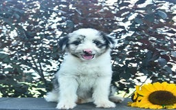 Aussiedoodle dogs for sale: Misty - Image 1