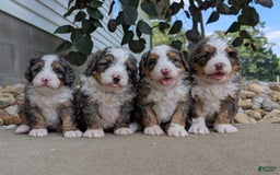 Mini Bernedoodle dogs for sale: Indy - Image 2