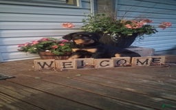 Rottweiler dogs for sale: Ninja - Image 4