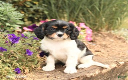 Cavalier King Charles Spaniel dogs for sale: Dexter - Image 5