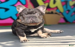 French Bulldog dogs for sale: Hugo - Image 4