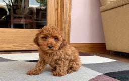 Cockapoo dogs for sale: Curtis - Image 6