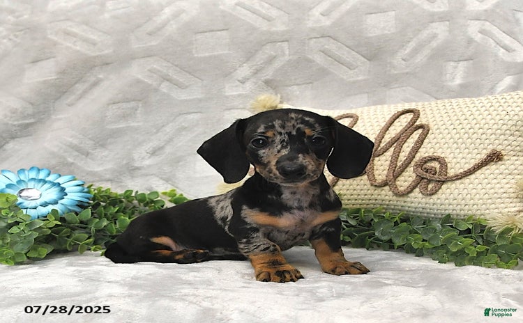 Miniature Dachshund dogs for sale - Ad 1