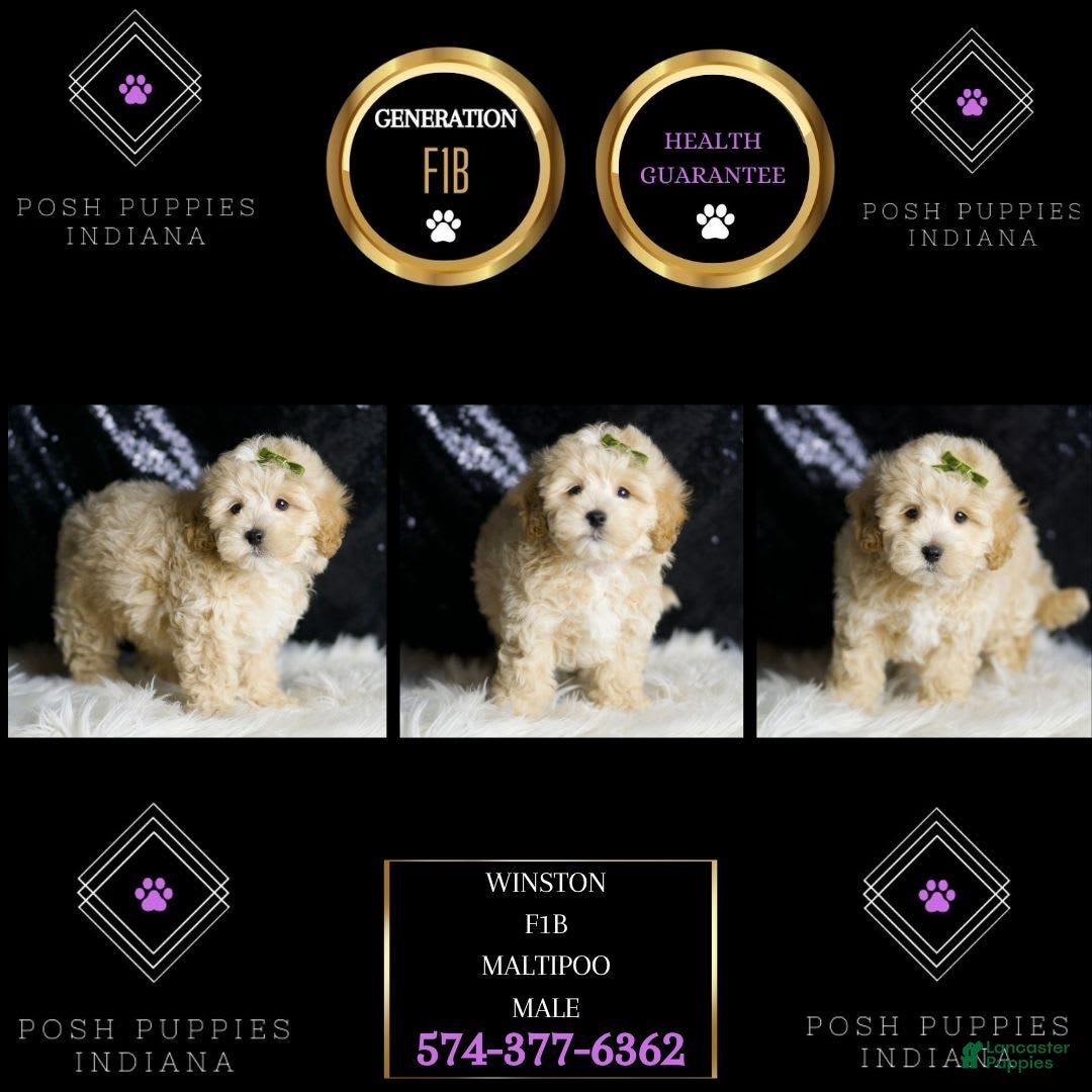 Maltipoo dogs for sale: Maltipoo 6 puppies - Image 12