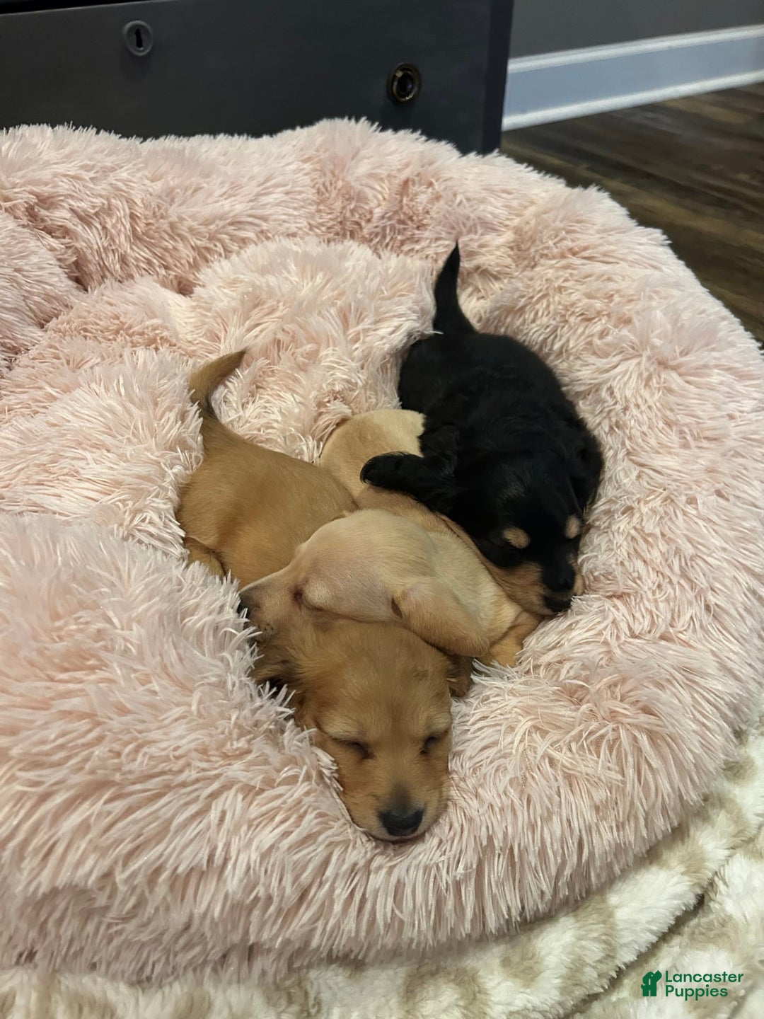 Miniature Dachshund dogs for sale: Akc Larry - Image 4