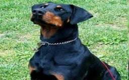 Doberman Pinscher dogs for sale: Milwaukee - Image 6