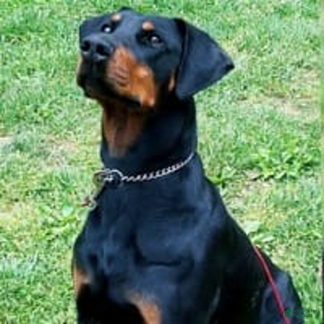 Doberman Pinscher dogs for sale: Milwaukee - Image 6