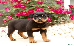 Rottweiler dogs for sale: Ivy - Image 3