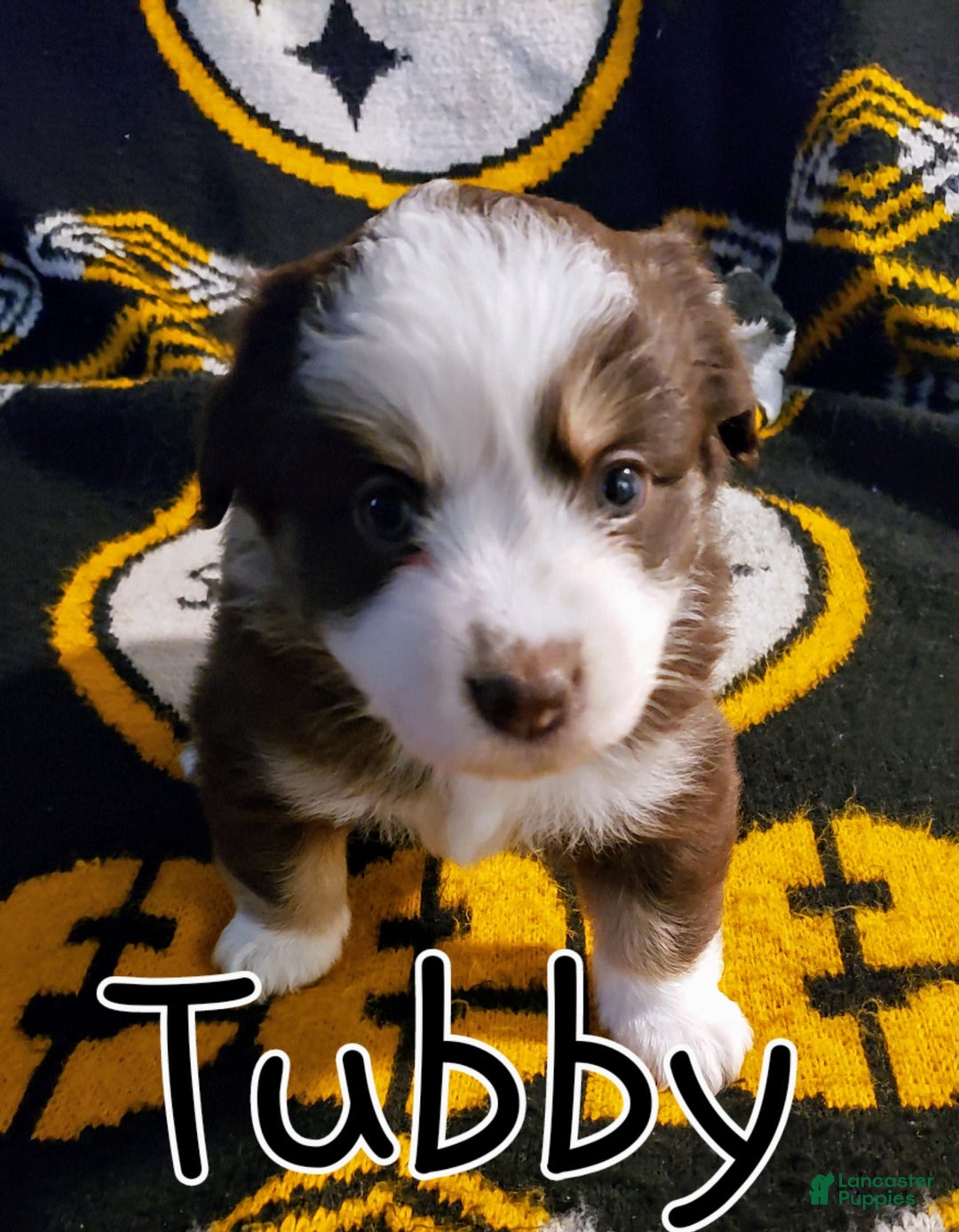 Miniature Australian Shepherd dogs for sale: Tubby - Image 1