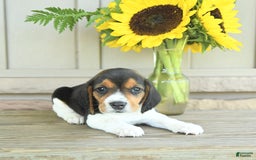 Beagle dogs for sale: Taffy - Image 7