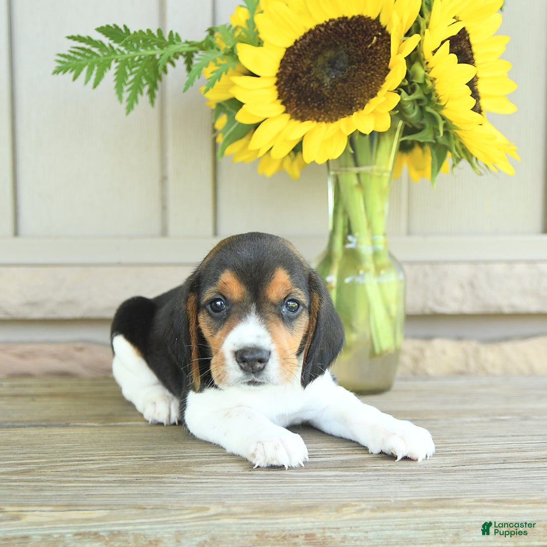 Beagle dogs for sale: Taffy - Image 7