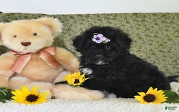 Havapoo dogs for sale: Snickers - Image 6