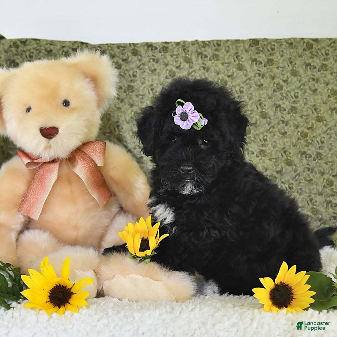 Havapoo dogs for sale: Snickers - Image 6