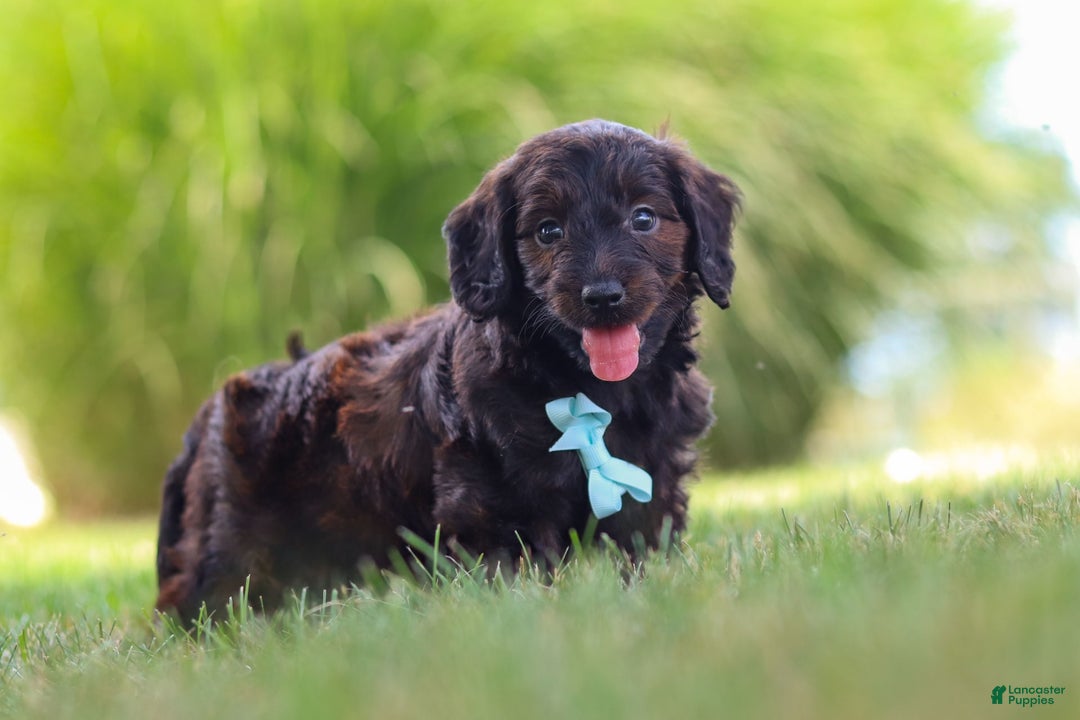Miniature Dachshund dogs for sale: Marochino - Image 11