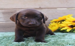 Labrador Retriever dogs for sale: Dixie - Image 7
