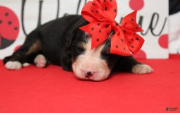Bernese Mountain Dog dogs for sale: Pebbles - Image 49