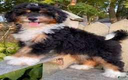 Mini Bernedoodle dogs for sale: 💜 In Boston Massachusetts 💜 Traditional Tri Color 💜 Mini Bernedoodle 💜 - Image 5