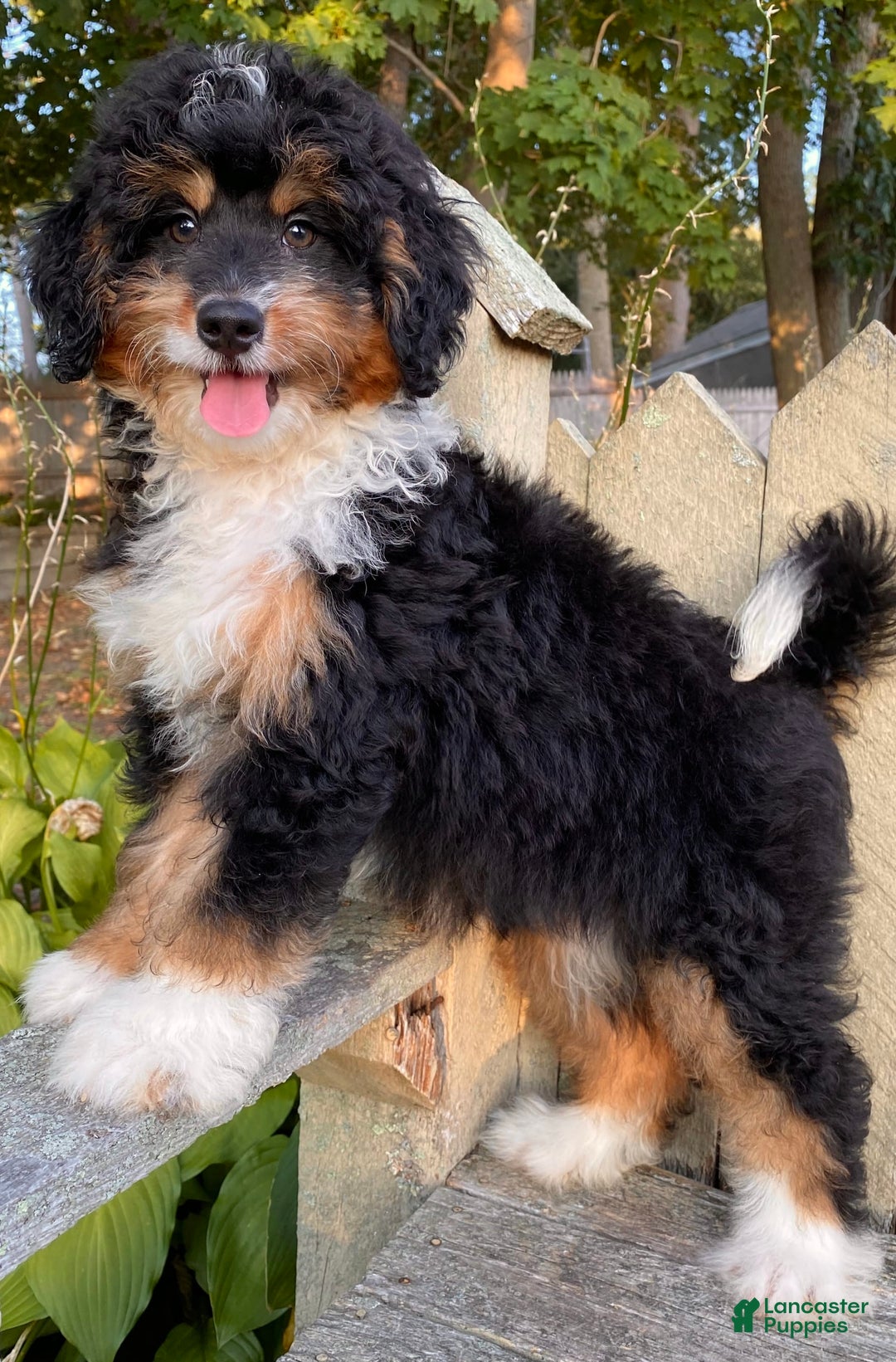 Mini Bernedoodle dogs for sale: 💜 In Boston Massachusetts 💜 Traditional Tri Color 💜 Mini Bernedoodle 💜 - Image 5