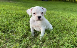 Boxer dogs for sale: Spencer - Image 1