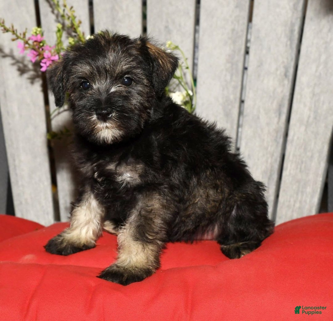 Miniature Schnauzer dogs for sale: Tinker - Image 3