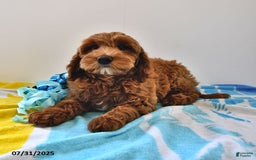 Mini Goldendoodle dogs for sale: Daisy - Image 7