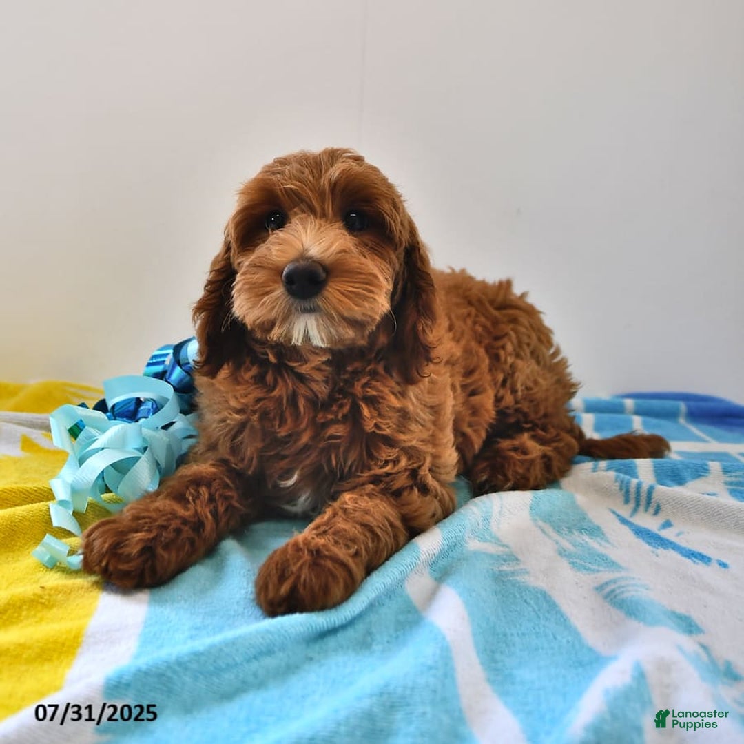 Mini Goldendoodle dogs for sale: Daisy - Image 7