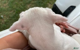 Boxer dogs for sale: Scott - Image 4