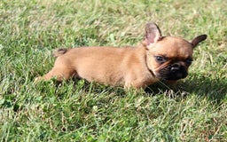French Bulldog dogs for sale: Izzy - Image 3