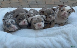 English Bulldog dogs for sale: Bleu Ivy - Image 5