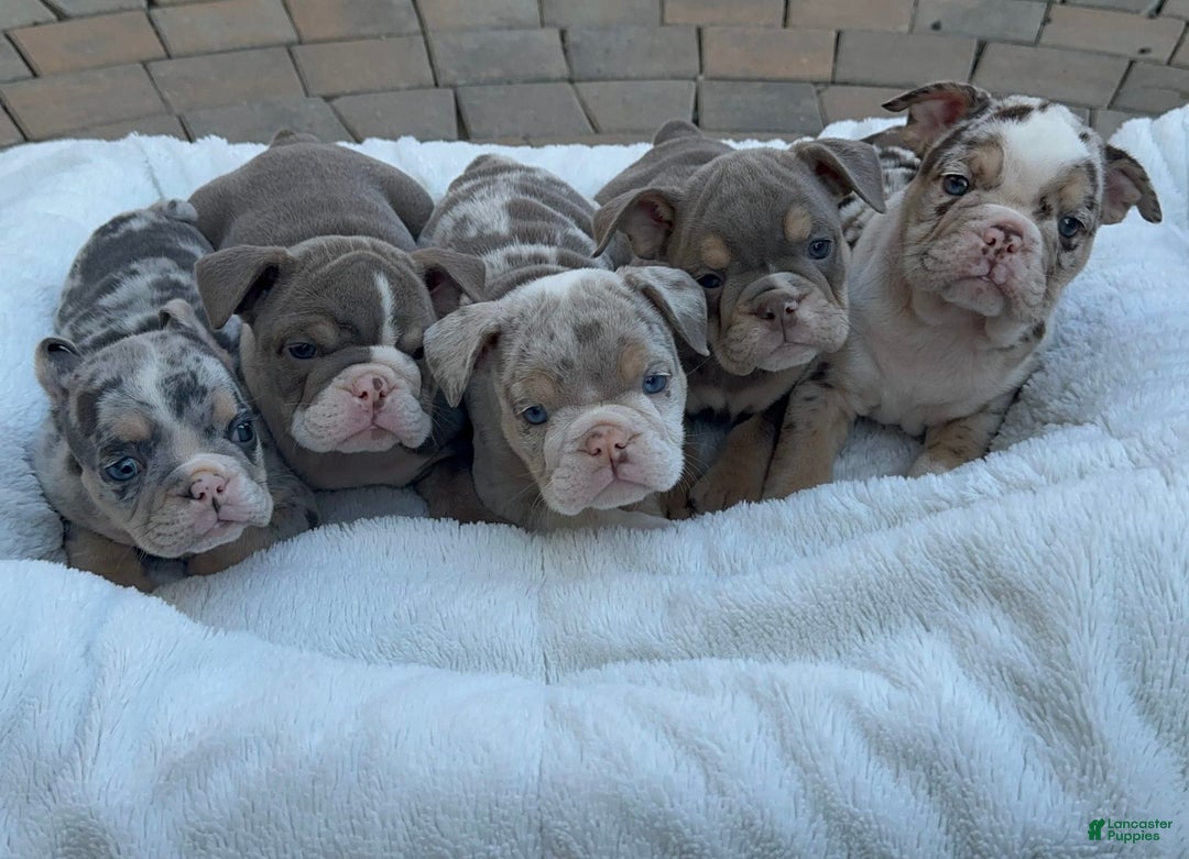 English Bulldog dogs for sale: Bleu Ivy - Image 5