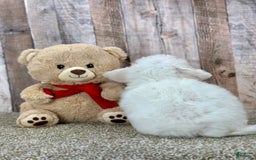 Bichon Frise dogs for sale: Banana - Image 2