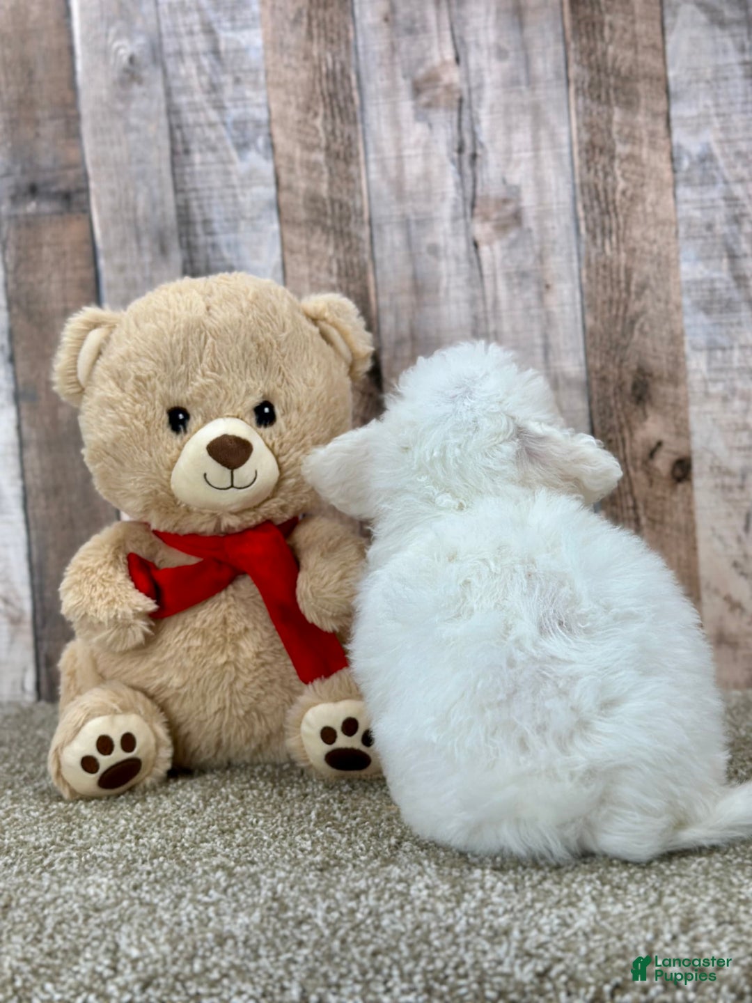 Bichon Frise dogs for sale: Banana - Image 2