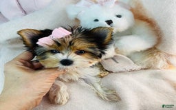 Yorkshire Terrier dogs for sale: Yorkshire Terrier - Image 1