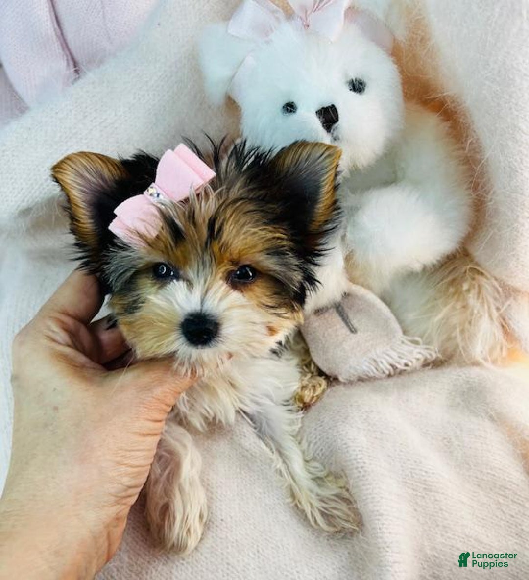 Yorkshire Terrier dogs for sale: Yorkshire Terrier - Image 1