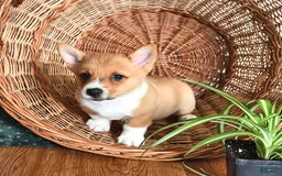 Welsh Corgi Pembroke dogs for sale: Lee - Image 5