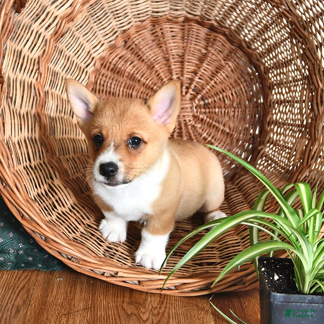 Welsh Corgi Pembroke dogs for sale: Lee - Image 5