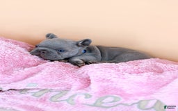 French Bulldog dogs for sale: Dylan - Image 6