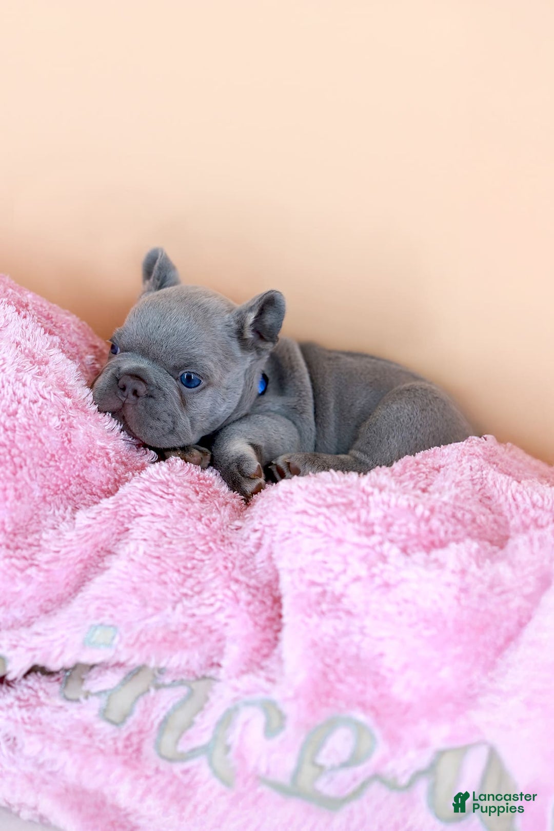 French Bulldog dogs for sale: Dylan - Image 6
