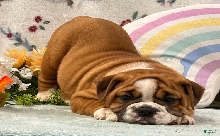 English Bulldog dogs for sale - Ad 4