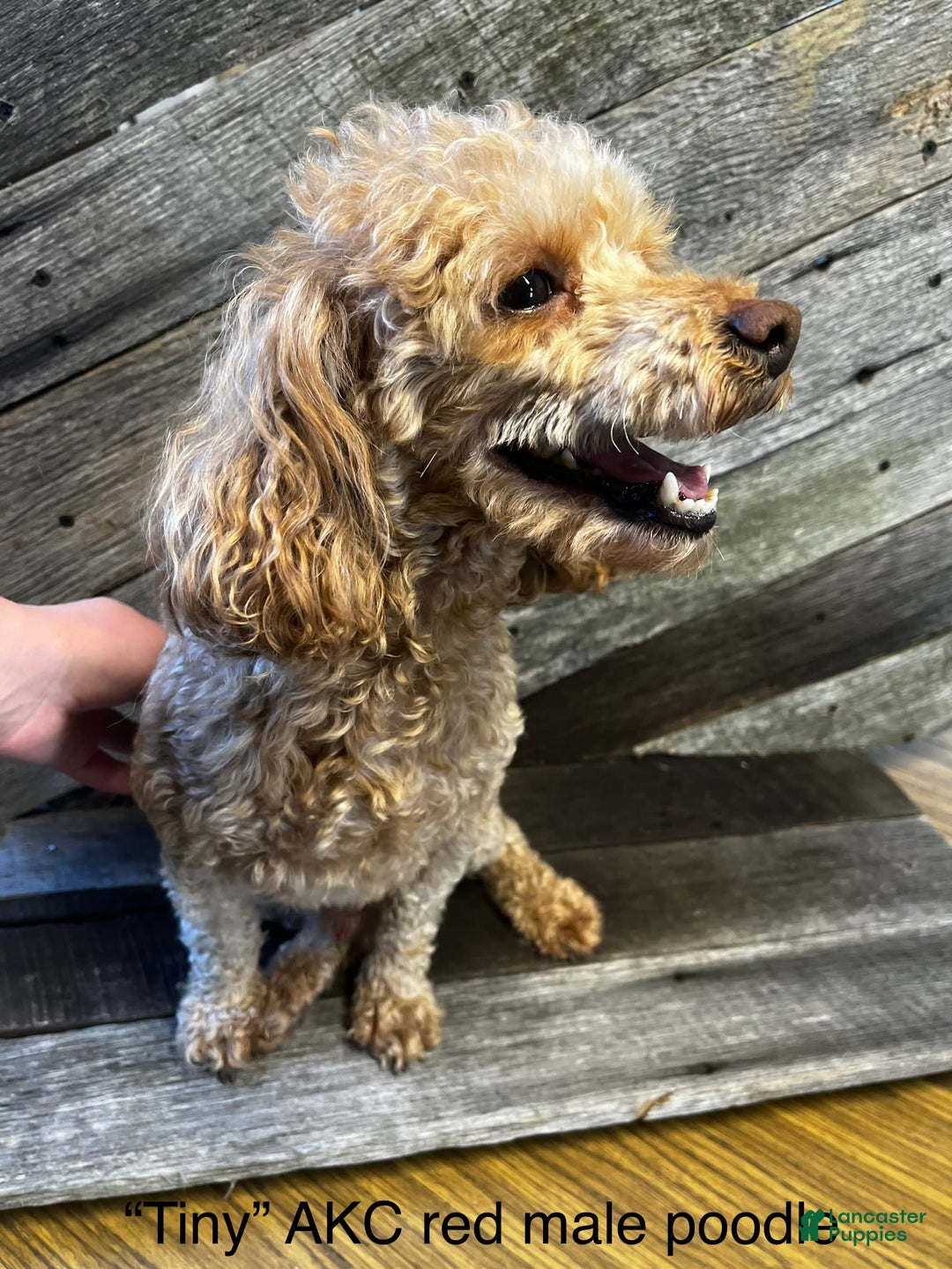 Shihpoo dogs for sale: Kyle - Image 4