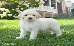 Mini Goldendoodle dogs for sale: Hickory - Image 2