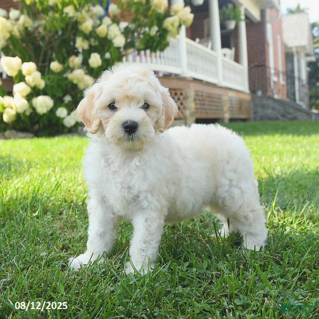 Mini Goldendoodle dogs for sale: Hickory - Image 2