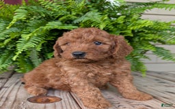 Mini Goldendoodle dogs for sale: Mini -kobe - Image 9