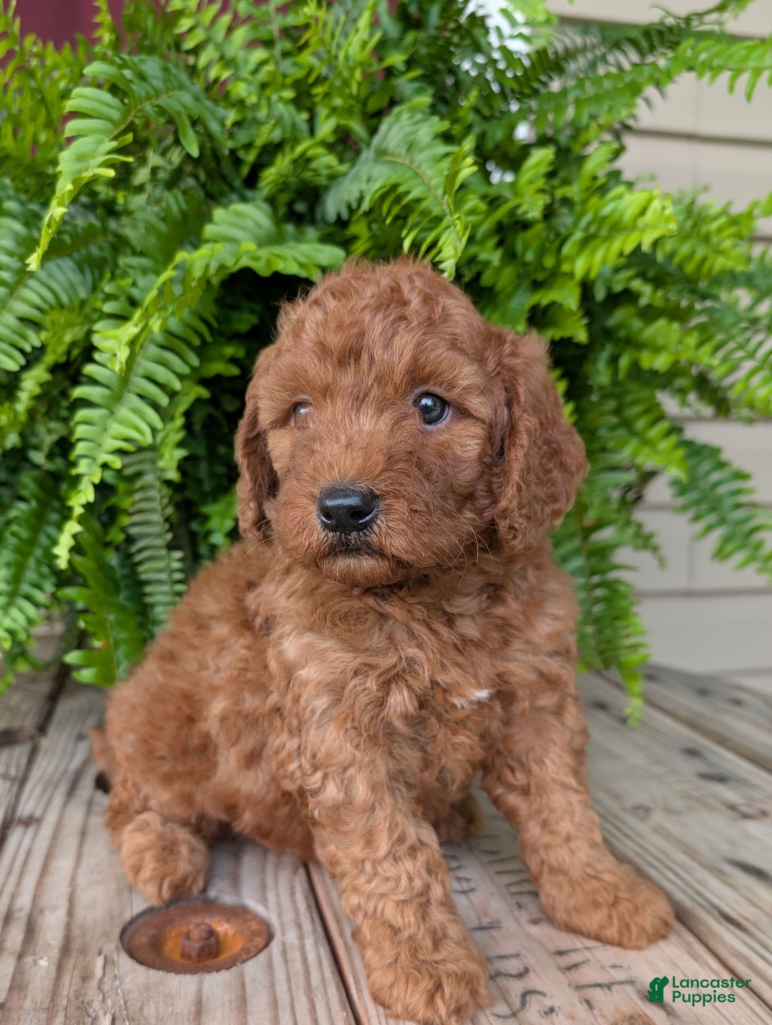 Mini Goldendoodle dogs for sale: Mini -kobe - Image 9