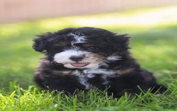 Mini Bernedoodle dogs for sale: Mia - Image 4